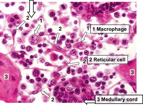 Macrophage Cell Histology