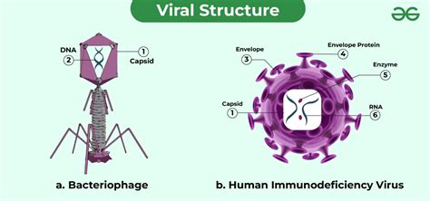 Viral Diseases - GeeksforGeeks