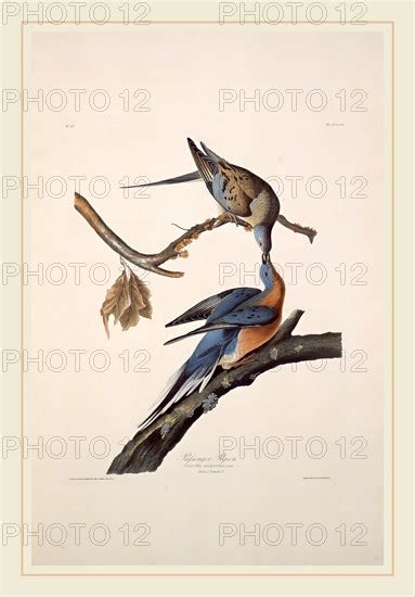 Robert Havell After John James Audubon Passenger Pigeon American