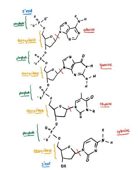 Structure Of Adenine Guanine Cytosine Thymine