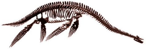 Plesiosaur Directory – For everything 'plesiosaur'!