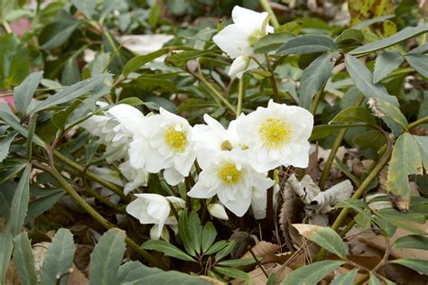 Wit Bloeiende Planten X Mooie Witte Bloemen Tijd Voor Je Tuin