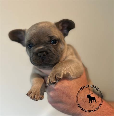 Blue Fawn Fluffy Carrier Puppies For Sale Wild Blue French Bulldogs