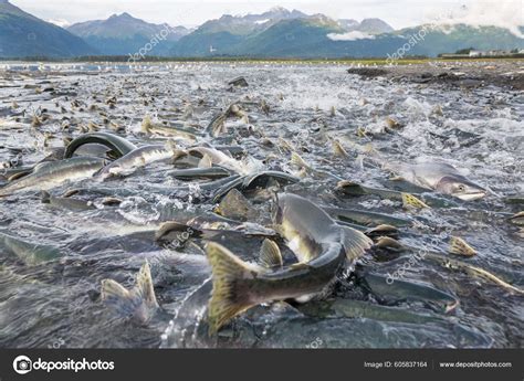 Salmon Spawning Alaska River Stock Photo By Kamchatka 605837164