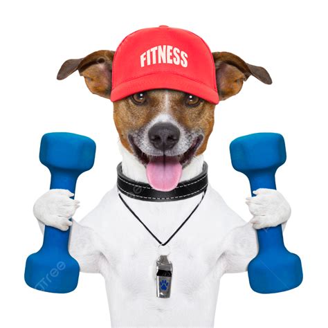 Fitness Dog Healthy Canine Fitness Gym Png Transparent Image And