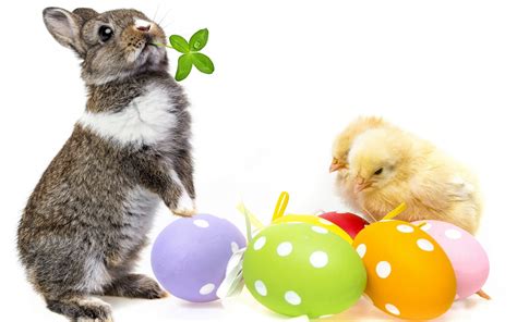 Cute Easter Bunny Wallpaper 58 Images