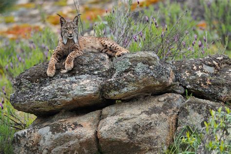 Eurasian Lynx Habitat