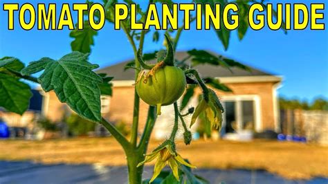 Complete Guide To Planting Tomatoes And Fertilizing Tomatoes Youtube