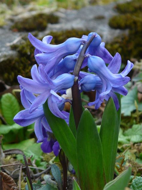 Kerti Jácint Hyacinthus Orientalis Ingyenes fotó a Pixabay en Pixabay