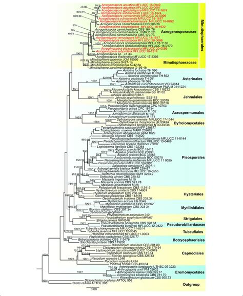 Phylogenetic Tree Based On Raxml Analyses Of A Combined Lsu Ssu