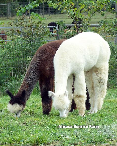 Huacaya Alpacas Alpaca Sunrise Farm Is A Full Service Alpaca Farm