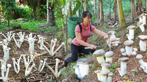 Full Video Days Harvesting Mushroom Go To Market Sell Sell Pigs