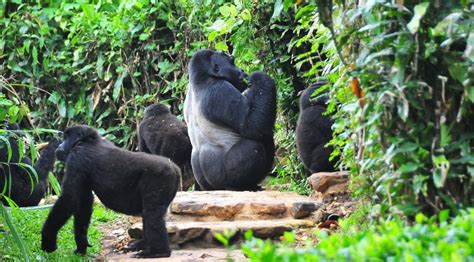 Best Places To See Gorillas In Uganda Gorilla Permits In Uganda