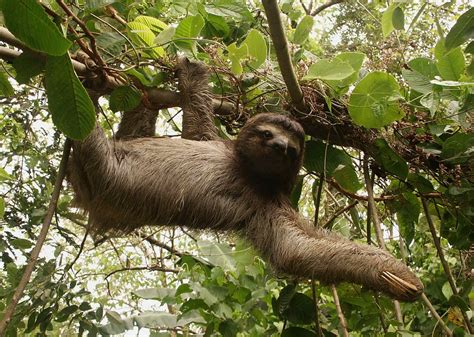 Three Toed Sloth Bradypus Variegatus In Bocas Del Toro Flickr