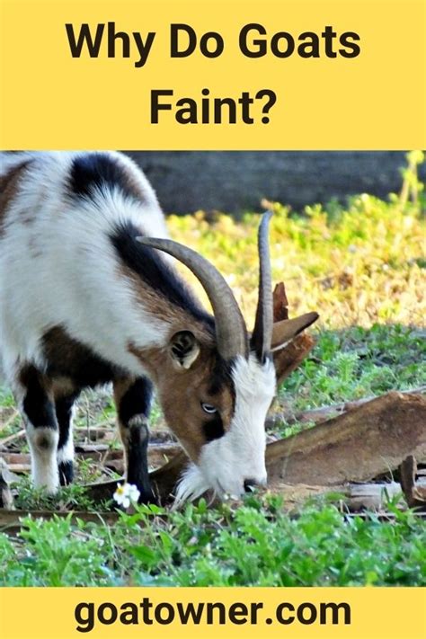 Why Do Goats Faint Answered Goat Owner