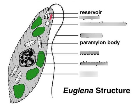 Labelled Diagram Of Euglena Kristinehaizea