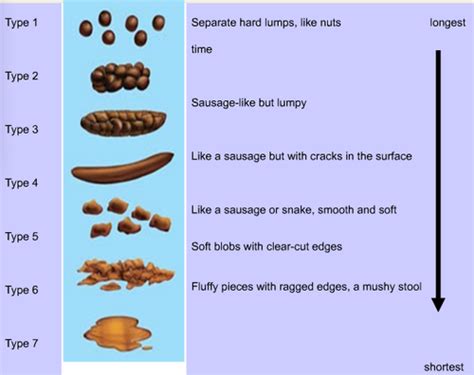 Stool specimen collection + Assessment Flashcards | Quizlet