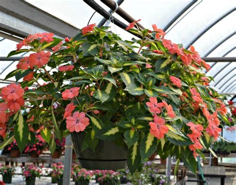 Best Hanging Baskets For Full Sun Fairview Garden Center