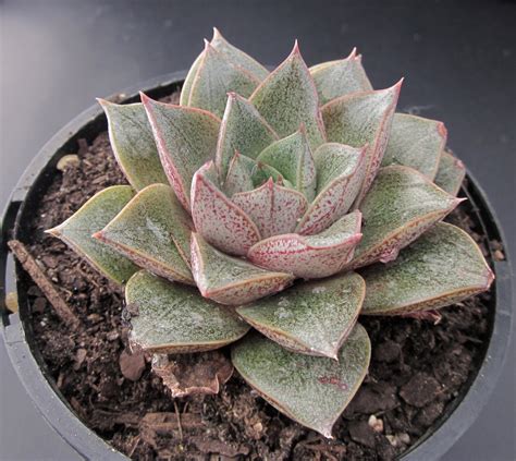 Echeveria Purpusorum Rnt Succulents