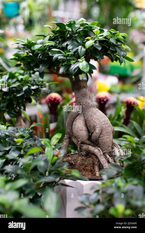 Natural Bonsai Ficus Microcarpa Ginseng Ornamental Potted Plant For