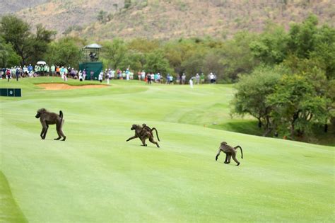 Animals On Golf Courses Cnn