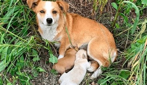 Cette Maman Chienne Attendait Ses Seuls Maîtres Sur Le Bord De La Route Lorsqu Un Passant S Est