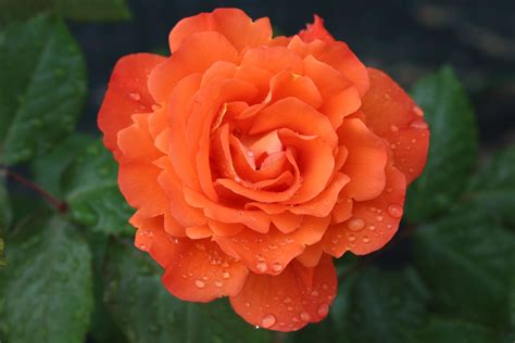 Orange Roses Prettiest Orange Rose Varieties Plantura