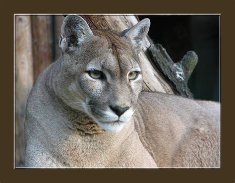 Treknature Puma Photo