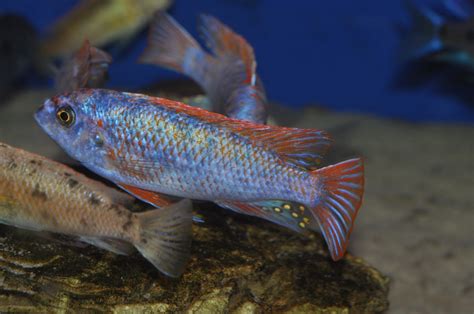 Labeotropheus Trewavasae Marmelade Cat Cichlid Fuljer