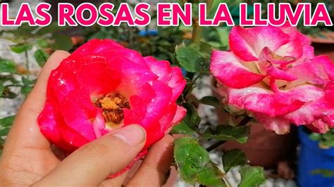 Las Rosas En La Lluvia Chuyito Jardinero YouTube