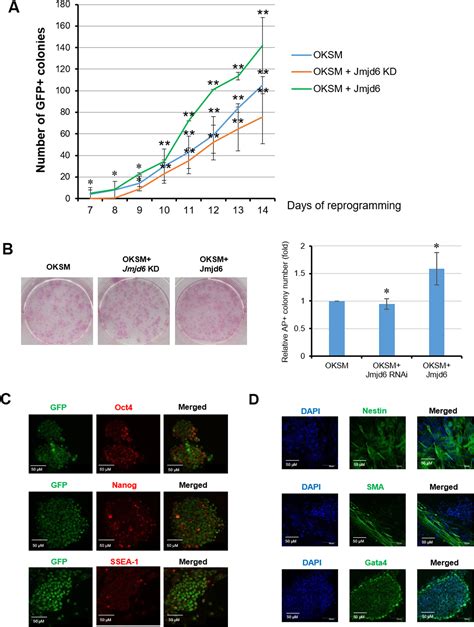 Jmjd6 Regulates ES Cell Homeostasis And Enhances Reprogramming