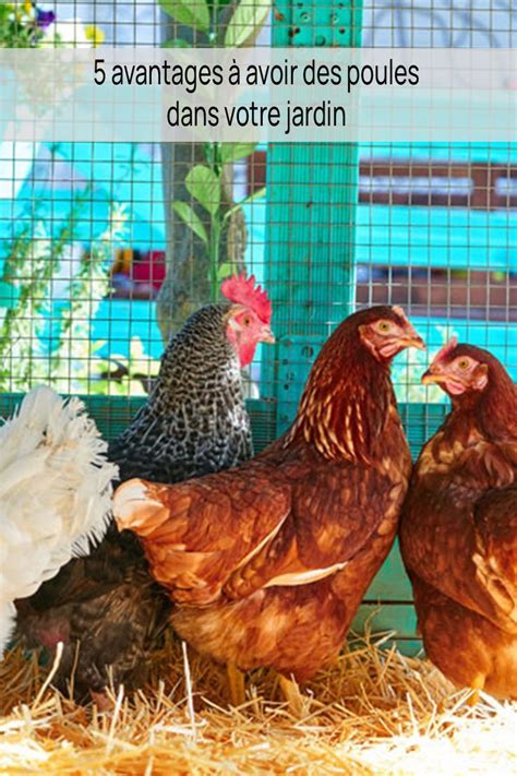 Vous H Sitez Adopter Des Poules Amenager Ma Maison Vous Donne