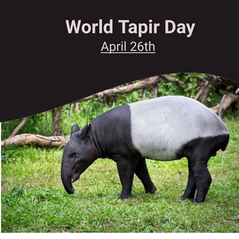 Tapir Day