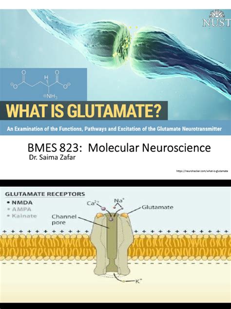 Glutamate receptors and their role in cognitive functions | PDF ...