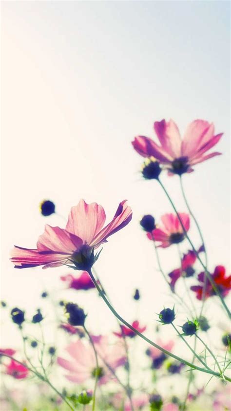 4K Flower Wallpaper - KoLPaPer - Awesome Free HD Wallpapers