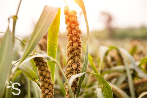 Millet Plantes Et Actifs Naturels Santé