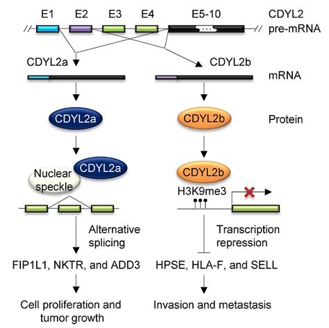 Discrete Functional And Mechanistic Roles Of Chromodomain Y Like