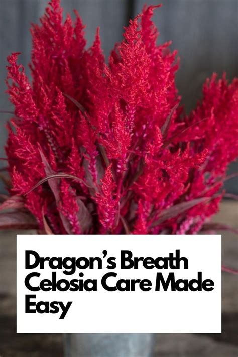 Dragon s breath celosia care made easy – Artofit