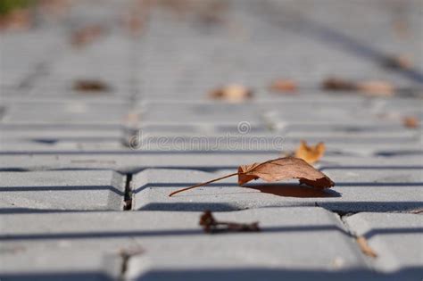 Yellow Dry Autumn Leaves Have Fallen And Lie On The Sidewalk City