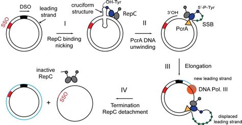 Rolling Circle DNA Replication – English Evidence-Based Medicine (EBM)