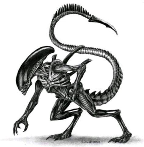 Xenomorph Drawing Fictionkin Amino