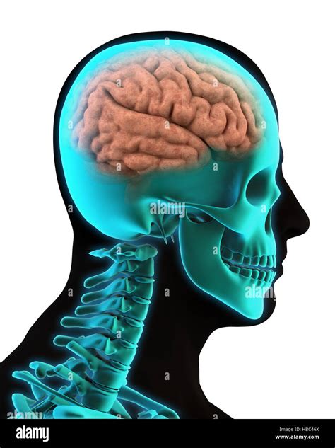 Human Brain Anatomy Stock Photo Alamy