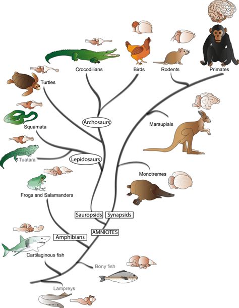 Phylogenetic Tree Vertebrates