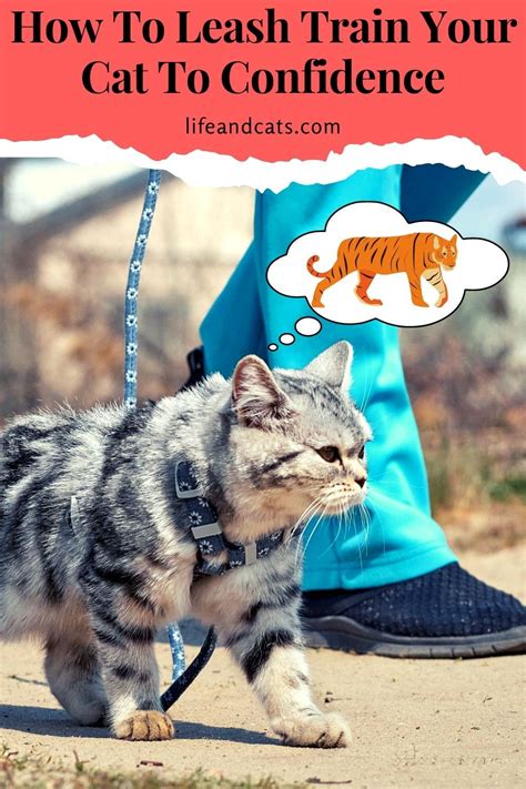 Go Walking Leash Training A Cat Life And Cats In 2020 Cat Training