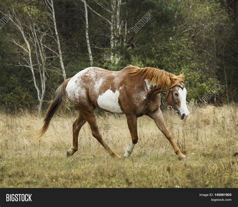 Light Brown Horse With White Mane