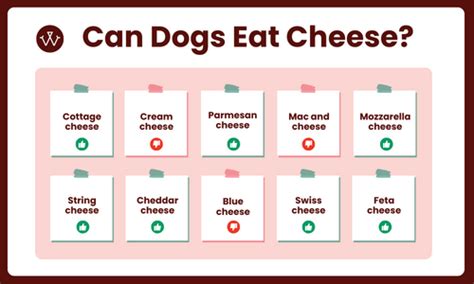 Revealed: The Surprising Truth About Dogs Eating Cheese