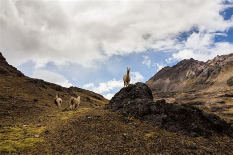 Von Cusco Aus Regenbogen Berg Tour GetYourGuide