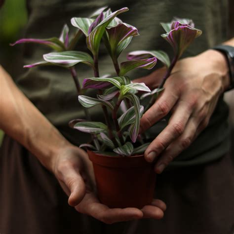 The Tradescantia Blossfeldiana Cerinthoides Variegata Or Bubblegum