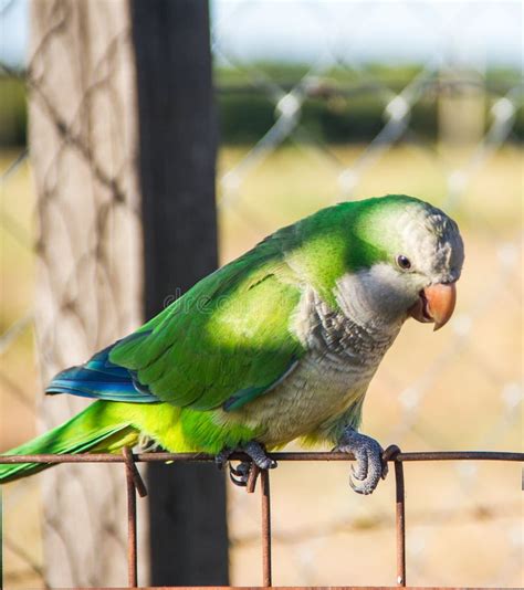 Green Parrot Feathers stock image. Image of effect, brazil - 36260981