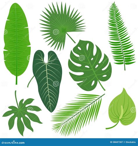 Tropical Plant Leaves Collection Vector Illustration Stock Vector